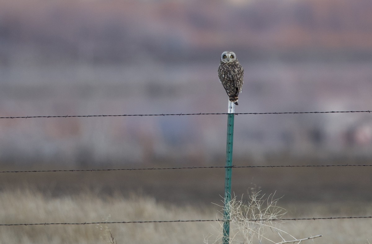 Болотная сова - ML649312958