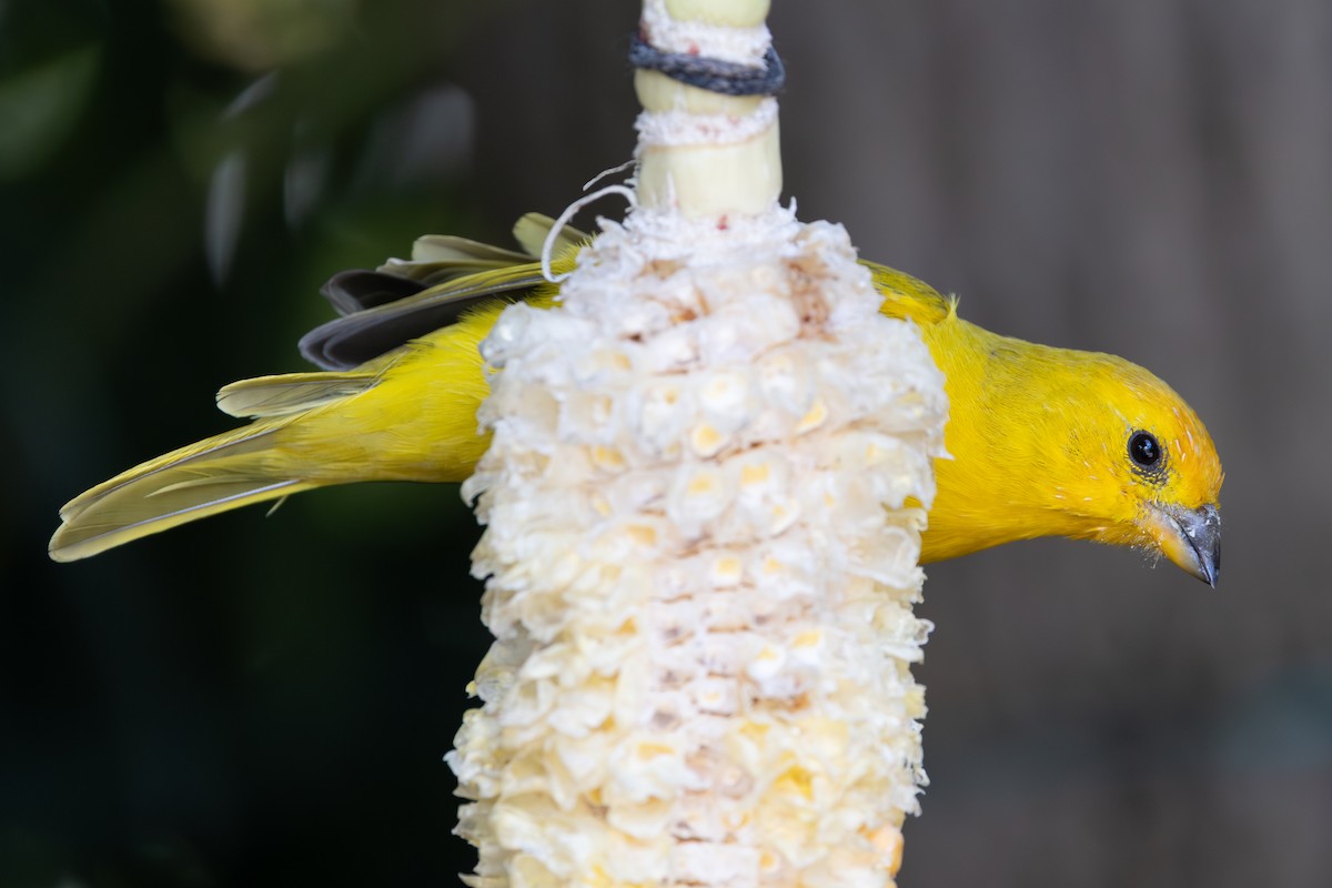 Sicale bouton-d'or - ML649312963