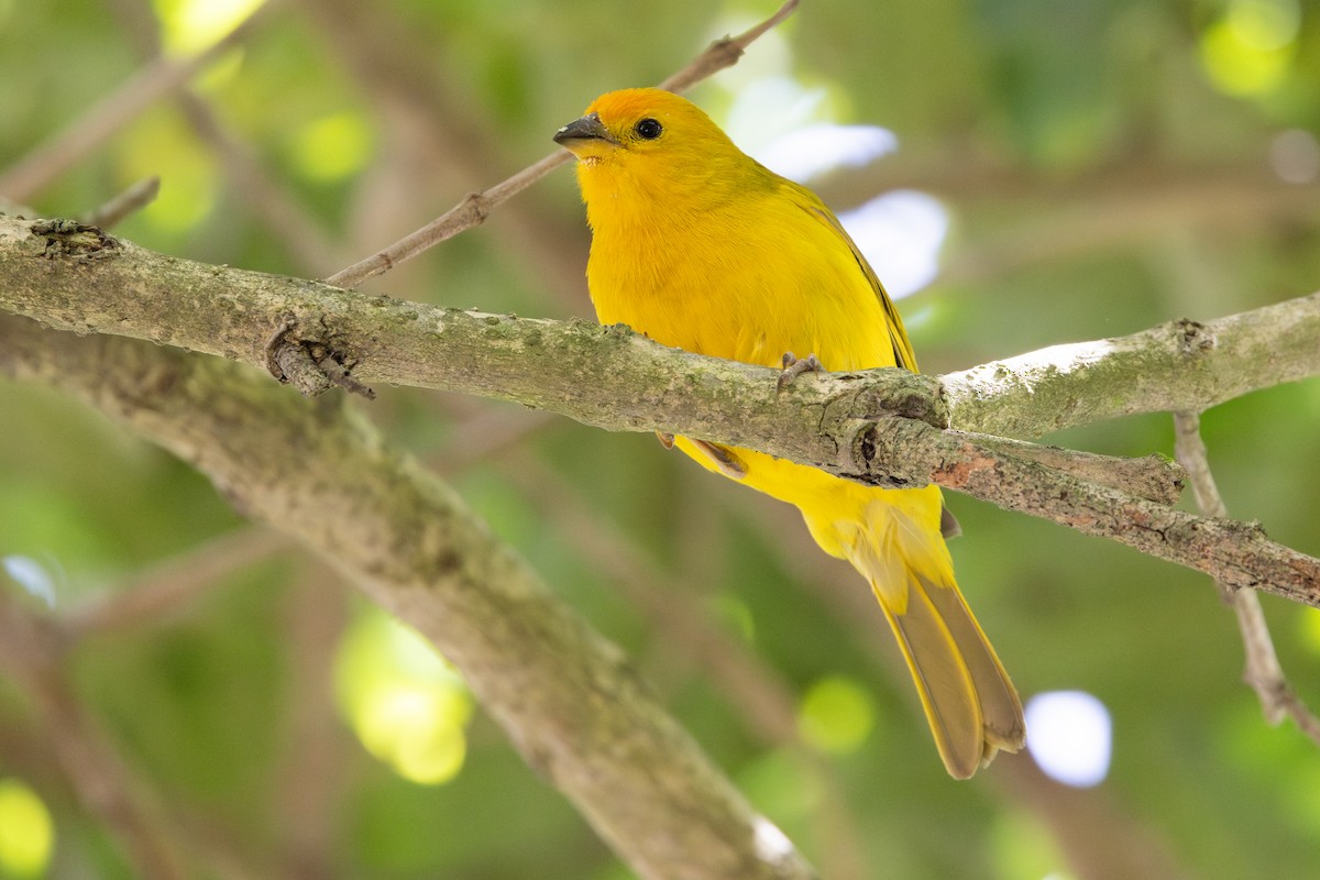 Sicale bouton-d'or - ML649312964