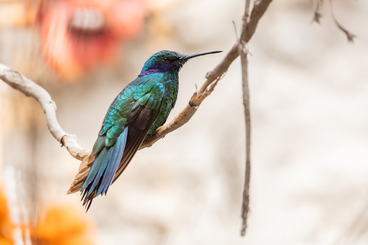 Colibri d'Anaïs - ML649312969