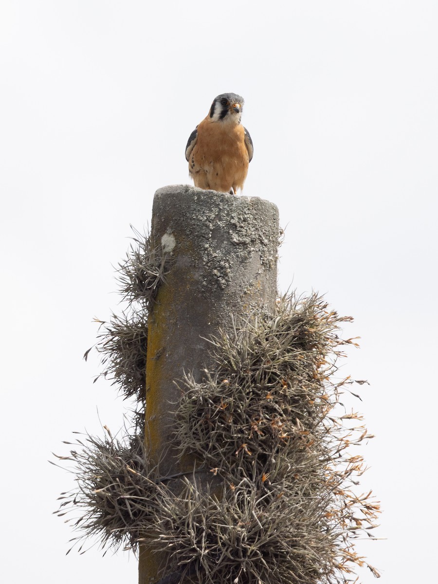 Crécerelle d'Amérique - ML649312984