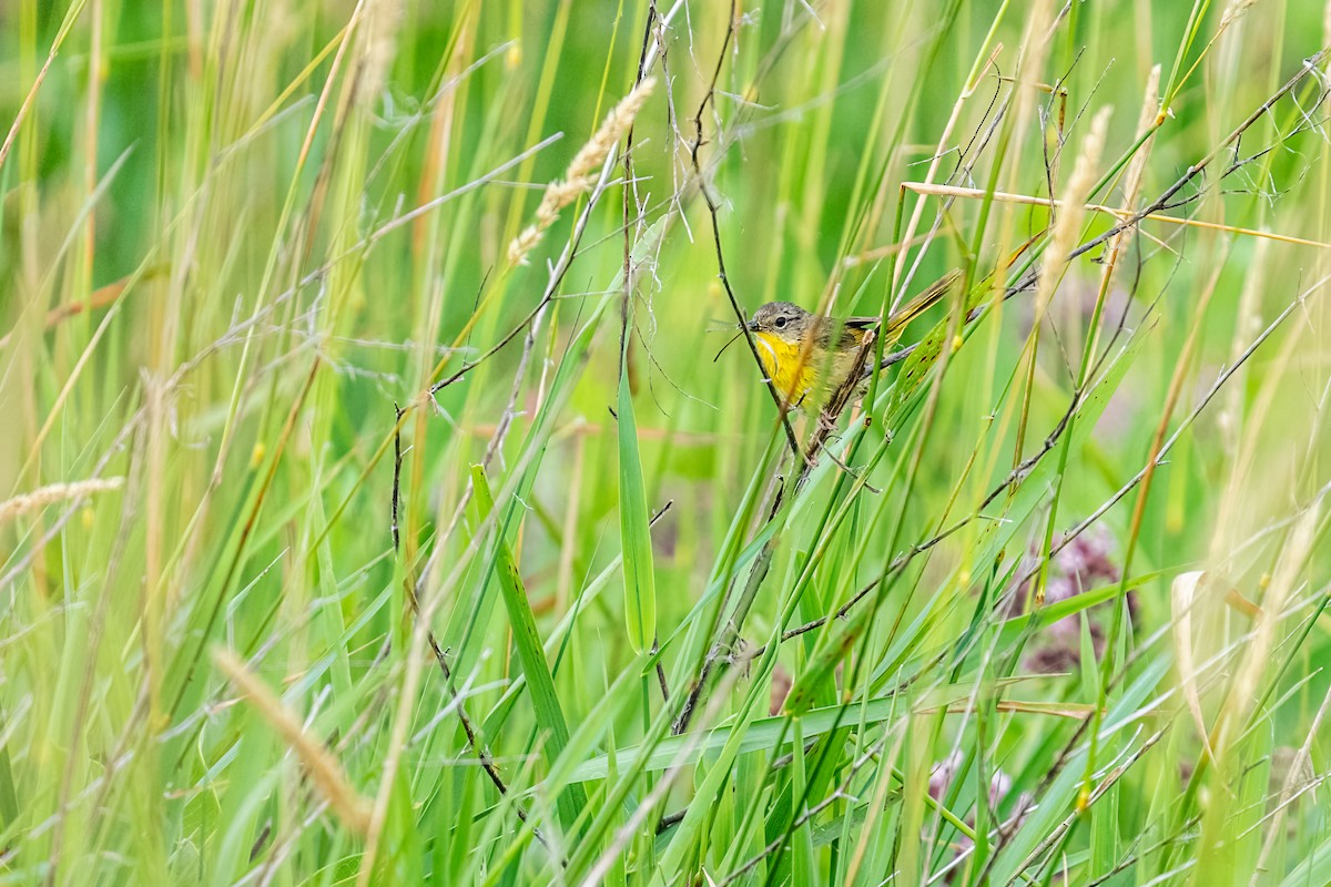 lesňáček žlutohrdlý - ML649313070