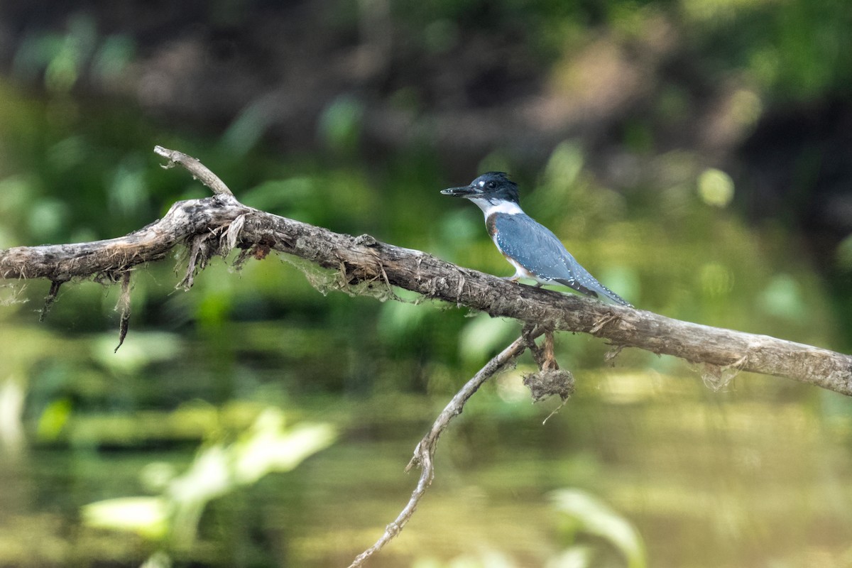 rybařík pruhoprsý - ML649313921