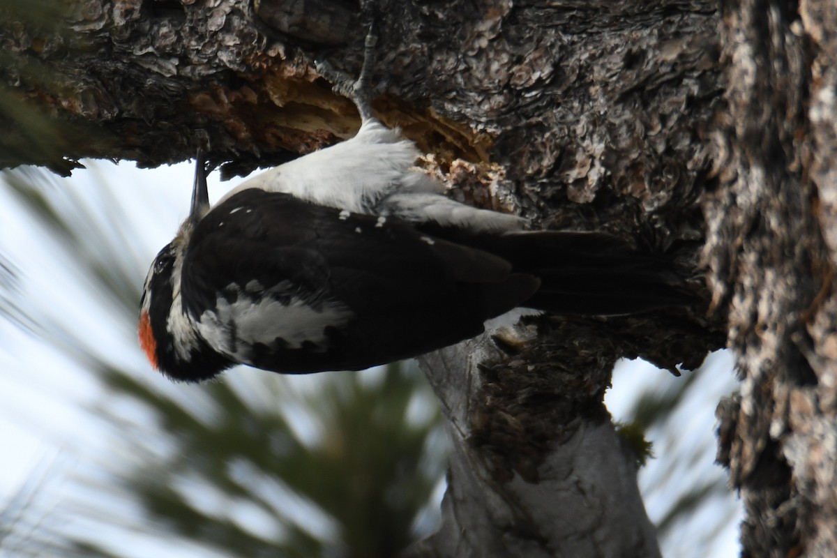 Sert Tüylü Ağaçkakan - ML649314307