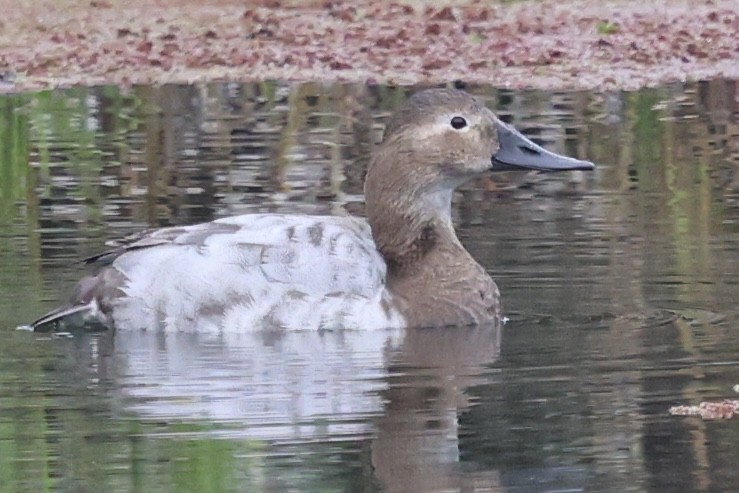 Canvasback - ML649314365