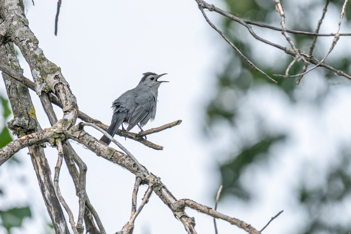 drozdec černohlavý - ML649314385