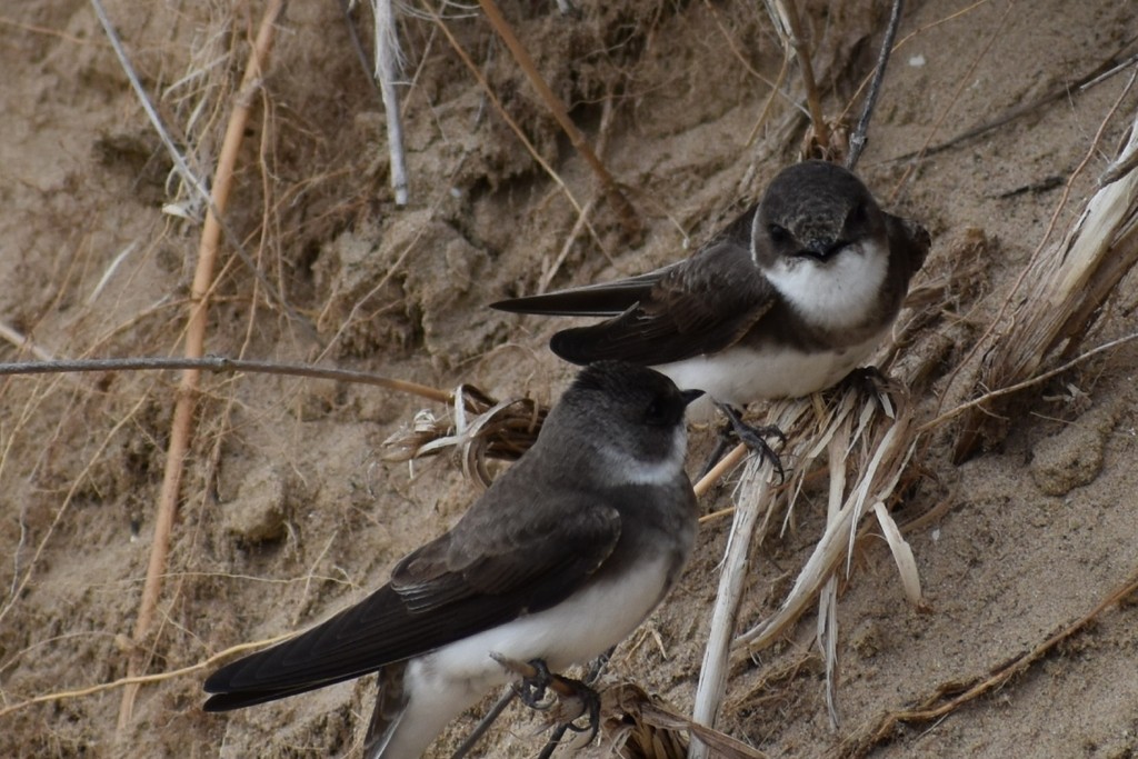 Береговушка - ML649314505