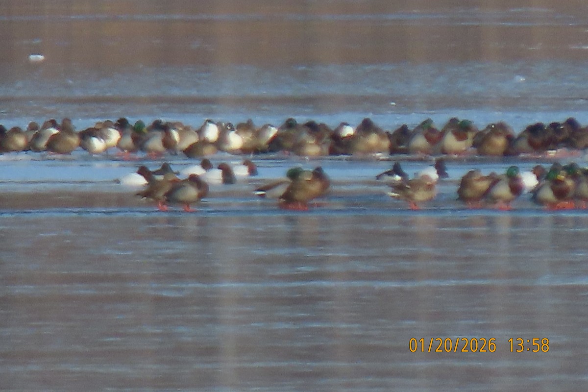 Canvasback - ML649314543