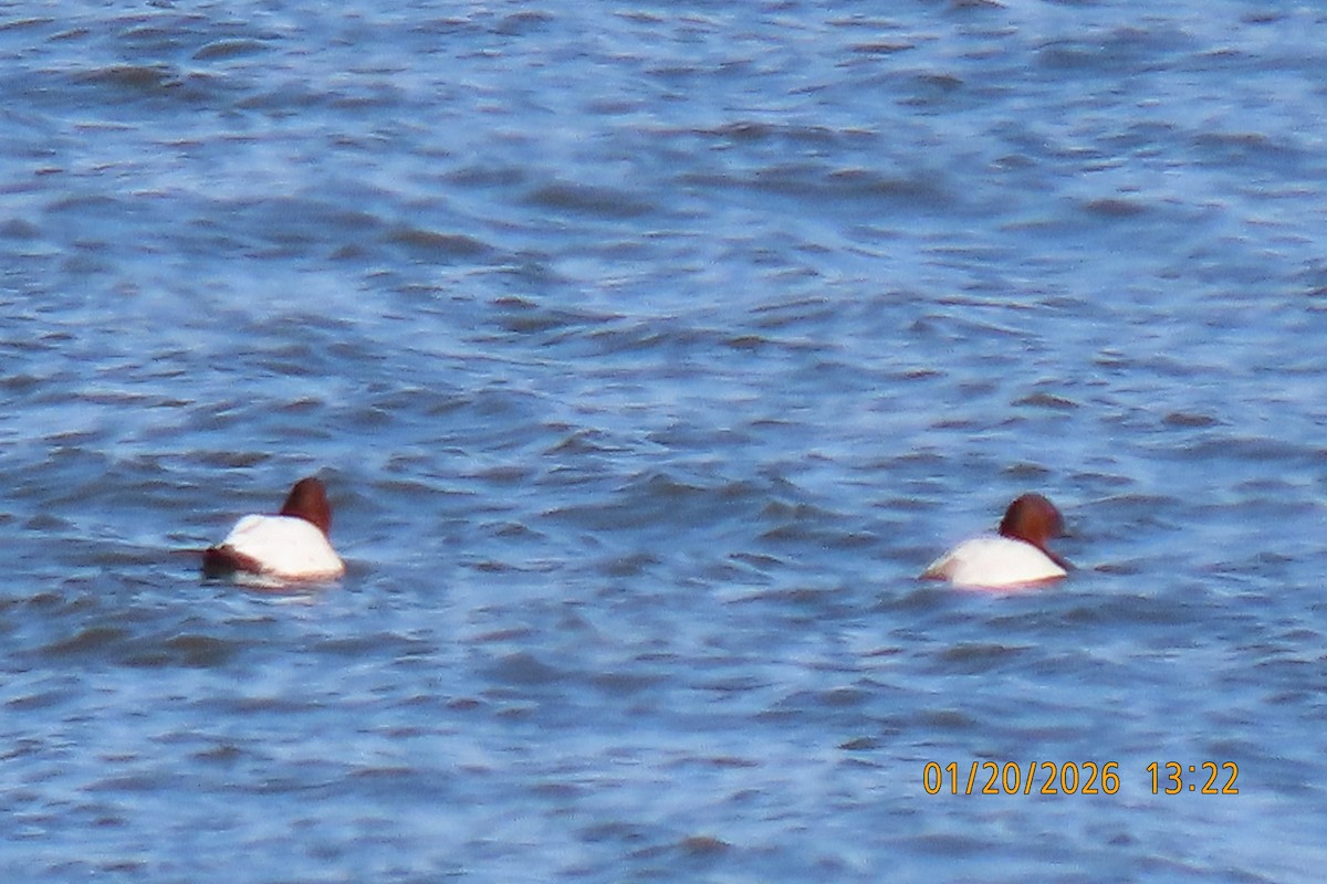 Canvasback - ML649314544