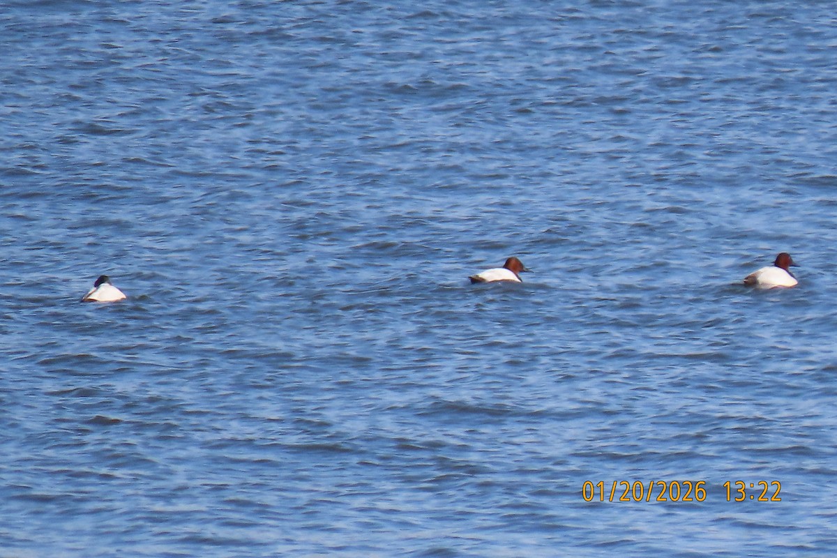 Canvasback - ML649314545