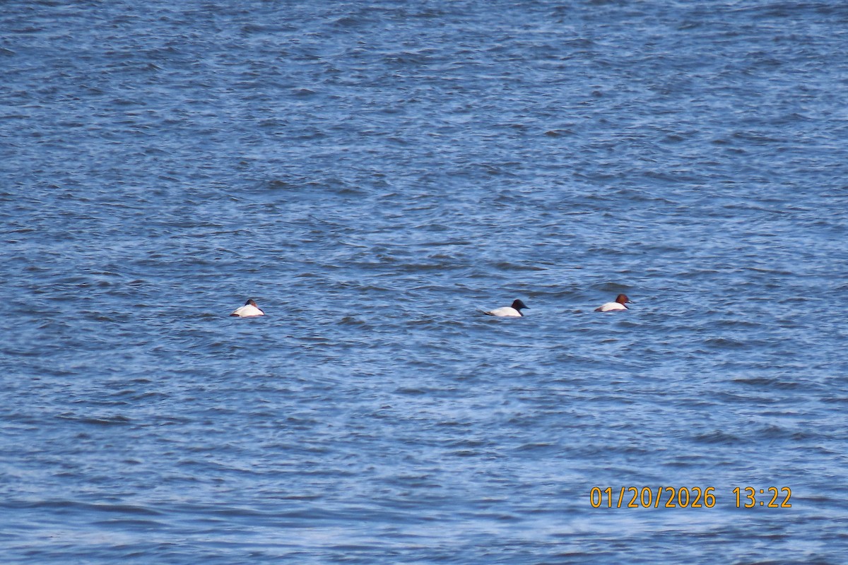 Canvasback - ML649314548