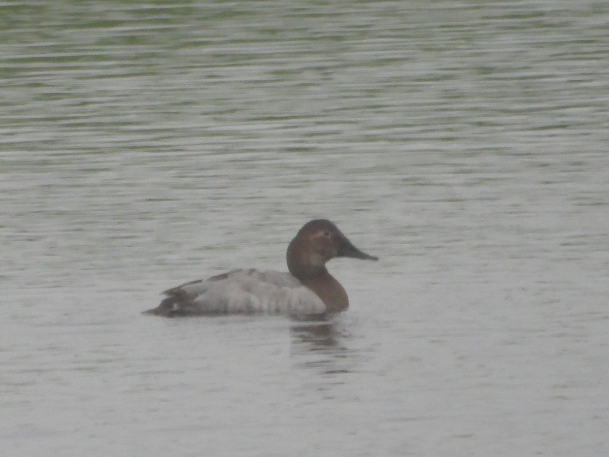 Canvasback - ML649314564