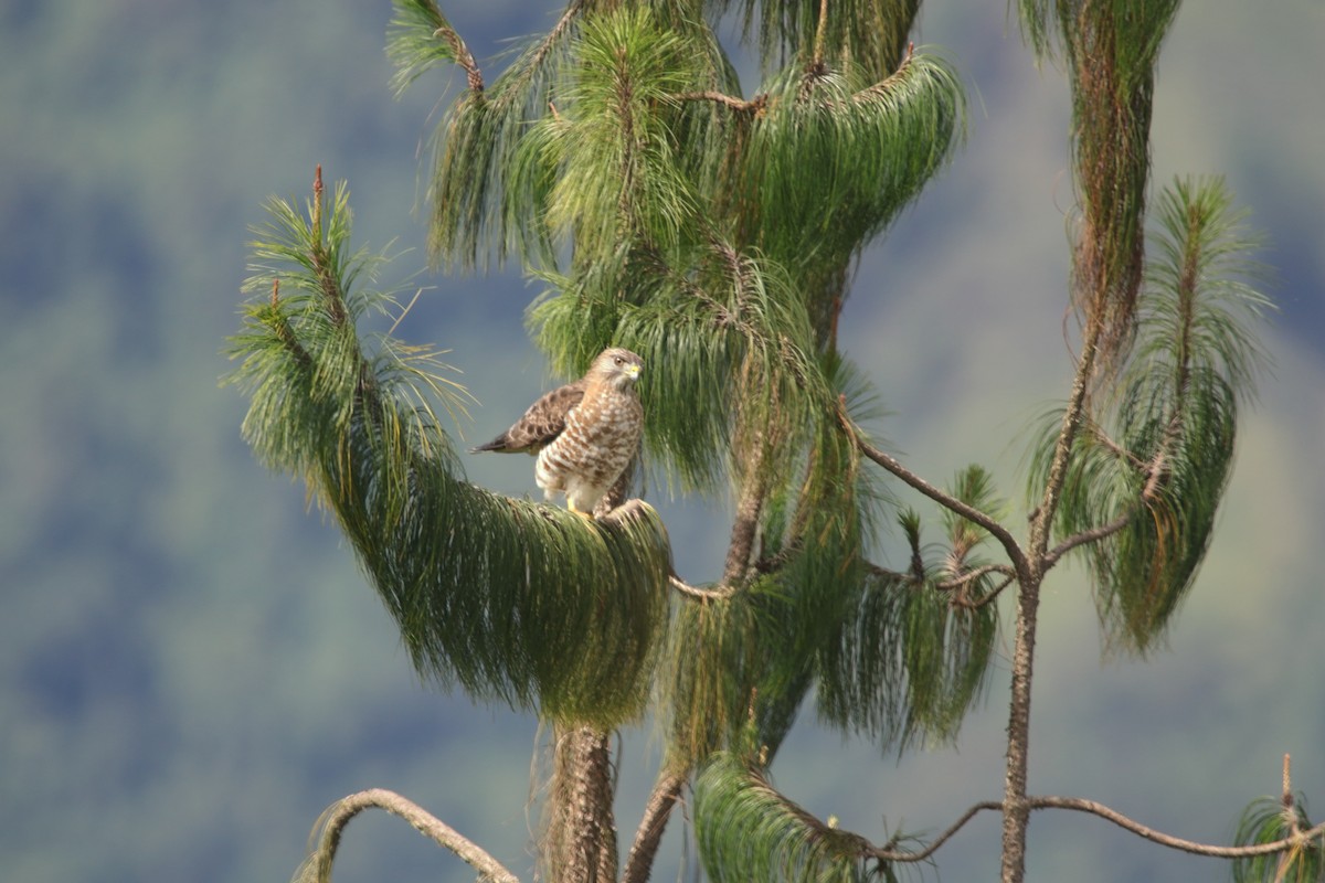 ハネビロノスリ - ML649314702