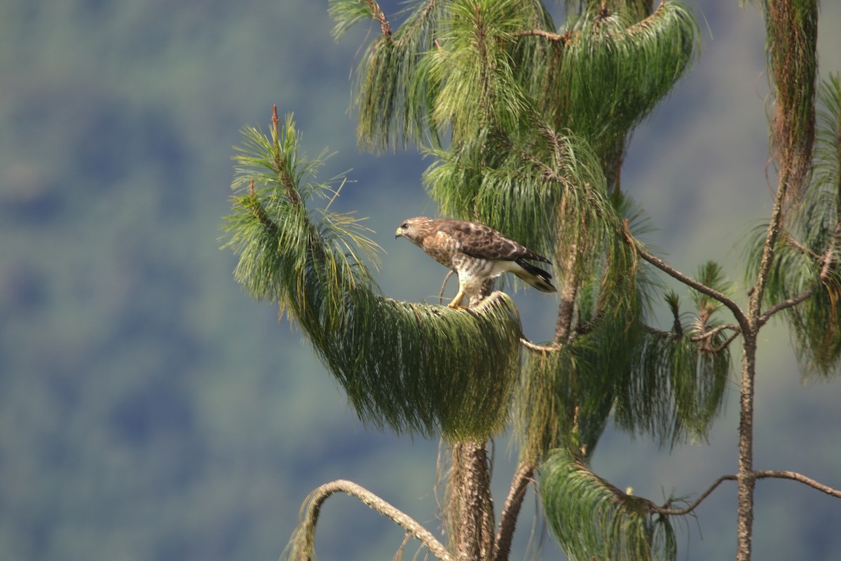 ハネビロノスリ - ML649314710