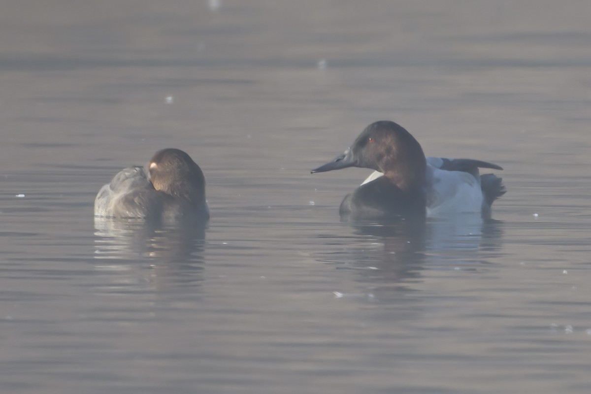 Canvasback - ML649314746