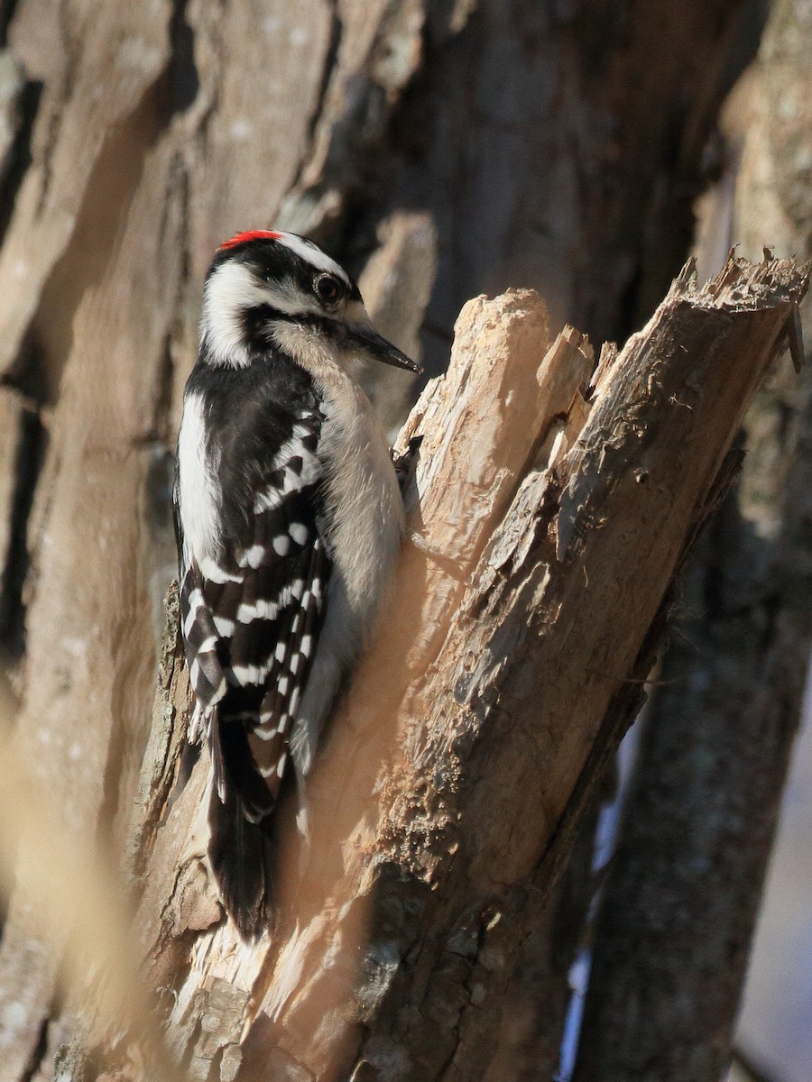 Downy Woodpecker - ML649314971