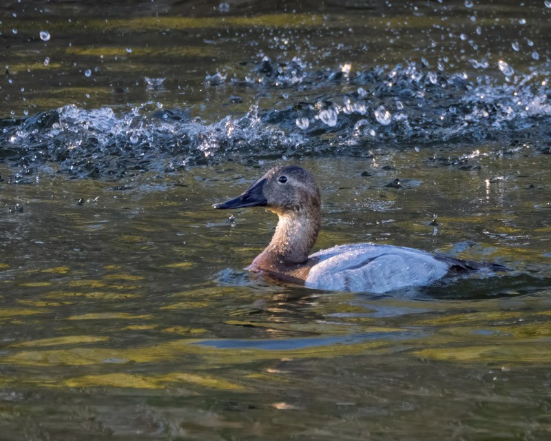Canvasback - ML649315029