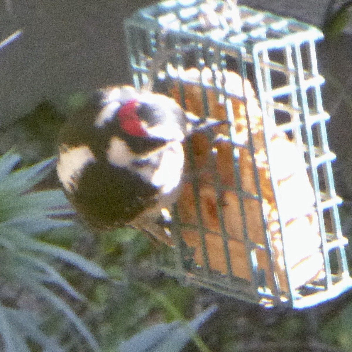 Sert Tüylü Ağaçkakan - ML649315239