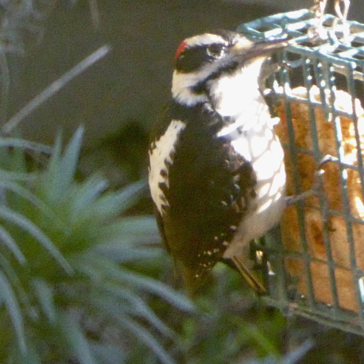 Sert Tüylü Ağaçkakan - ML649315285