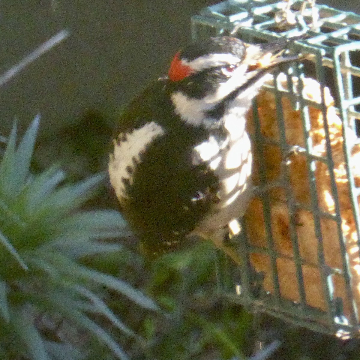 Sert Tüylü Ağaçkakan - ML649315310