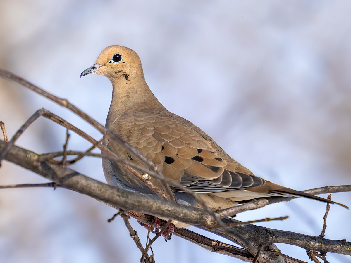 Zenaida arrunta - ML649315598