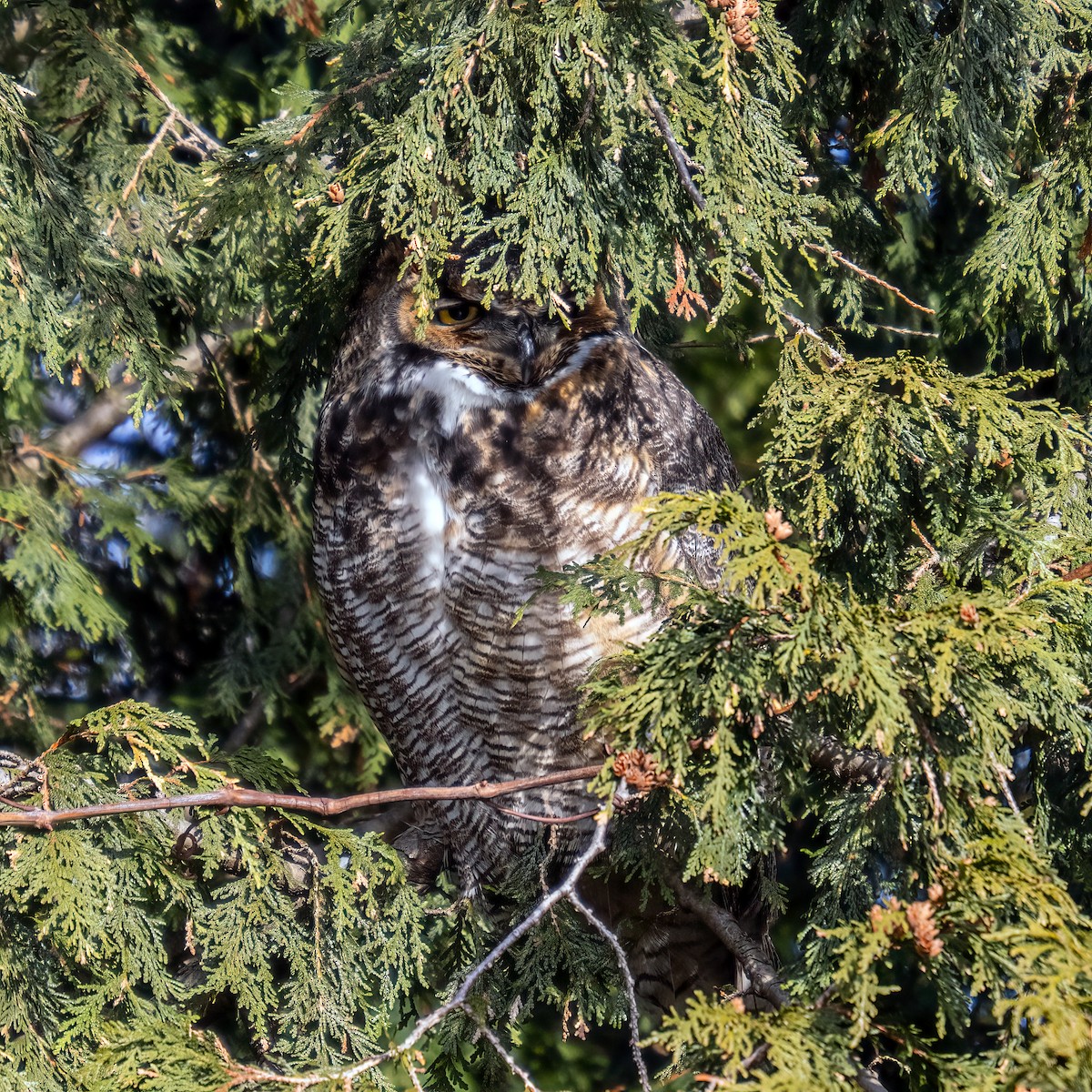 Hontz virginiarra - ML649315612