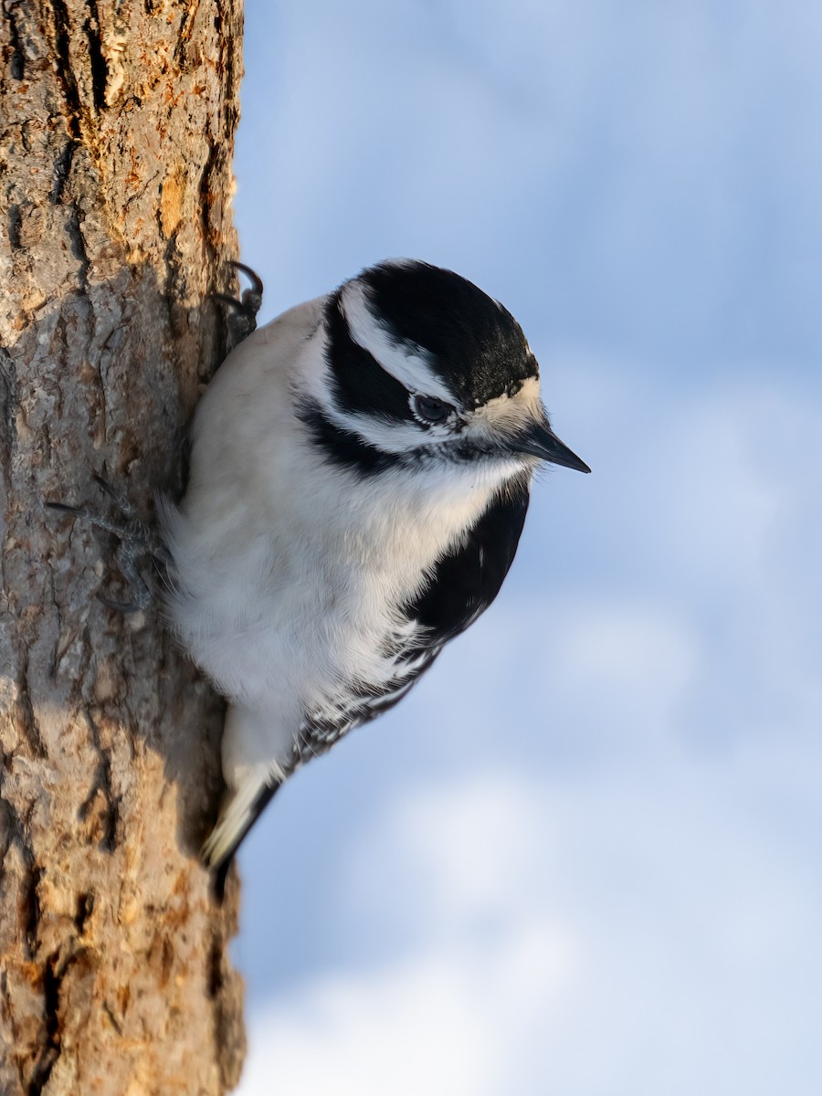 Downy Woodpecker - ML649315623
