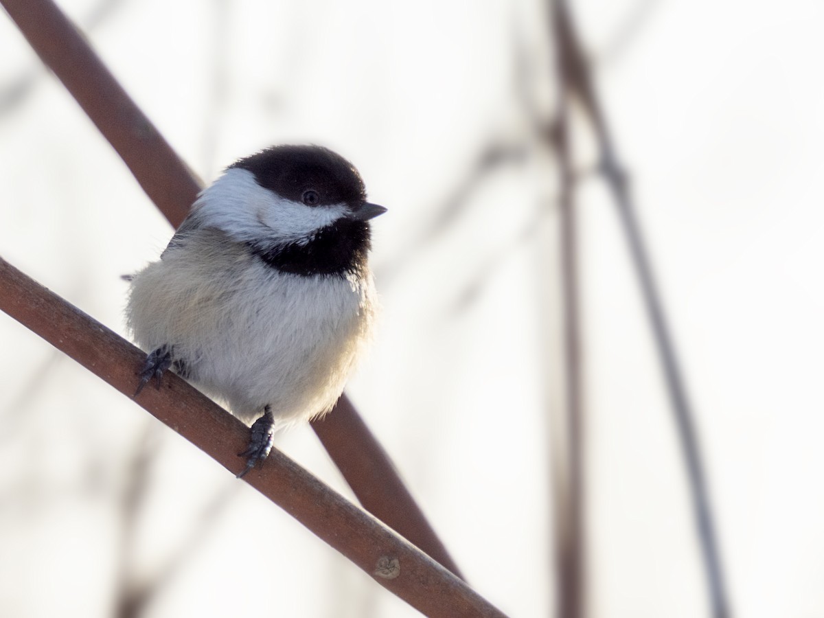 Black-capped Chickadee - ML649315642