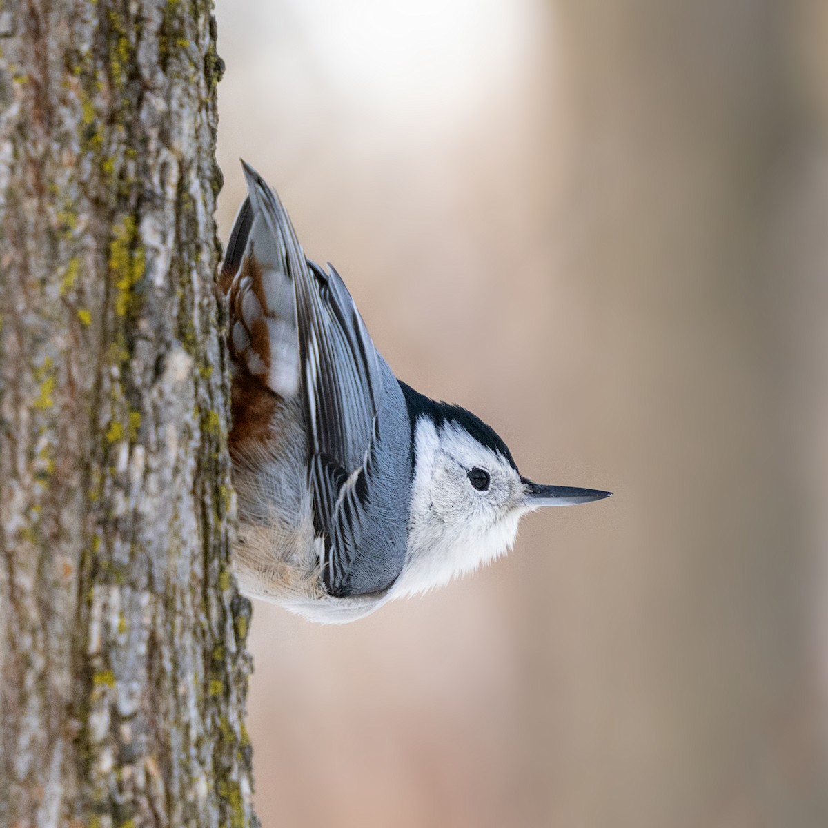 White-breasted Nuthatch - ML649315649