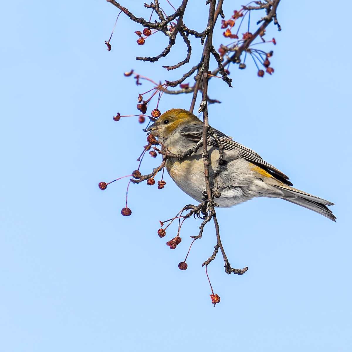 Pinu-gailupa - ML649315664