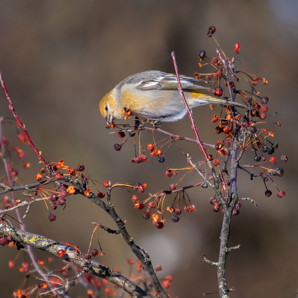 Pinu-gailupa - ML649315665