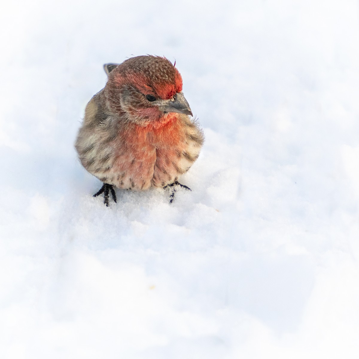 Burugorri arrunta - ML649315679