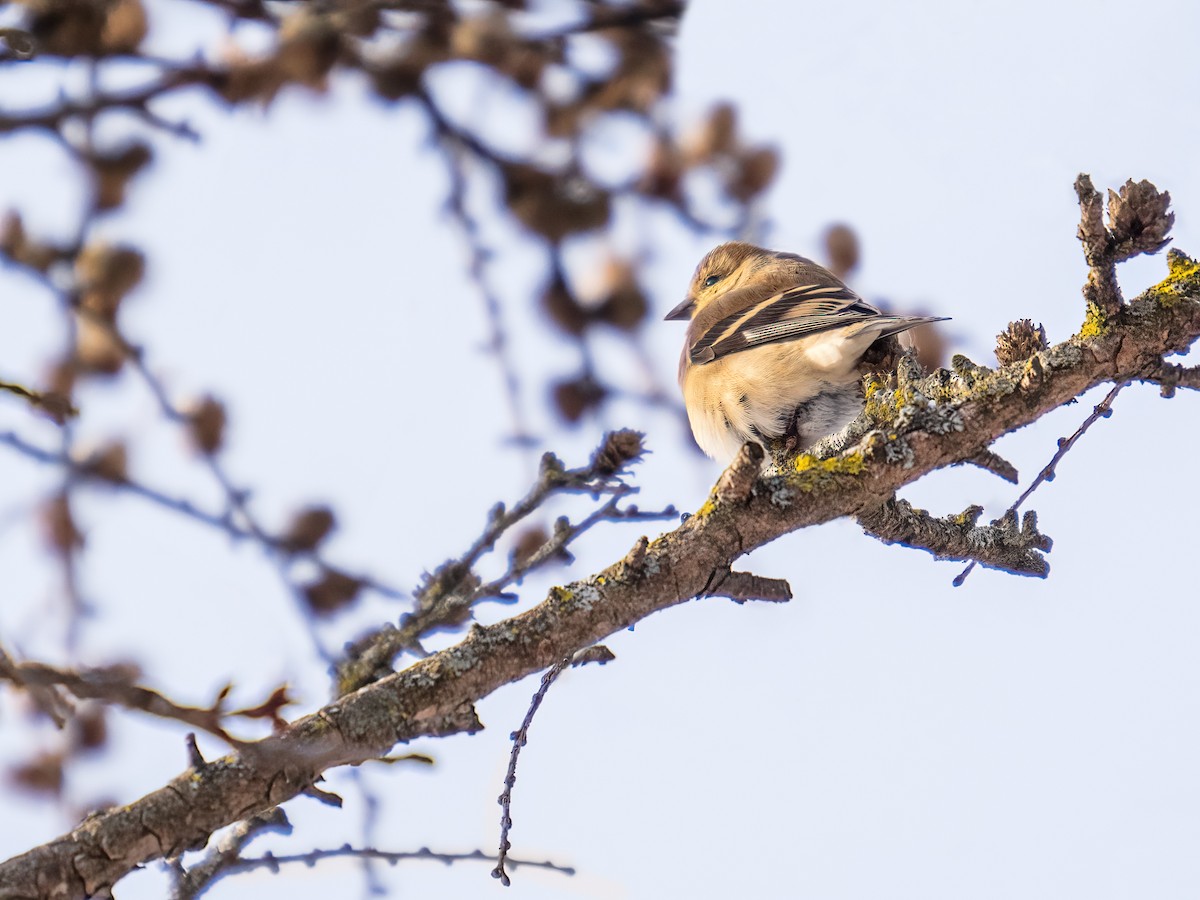American Goldfinch - ML649315687