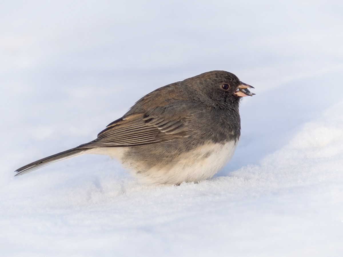 Dark-eyed Junco - ML649315698