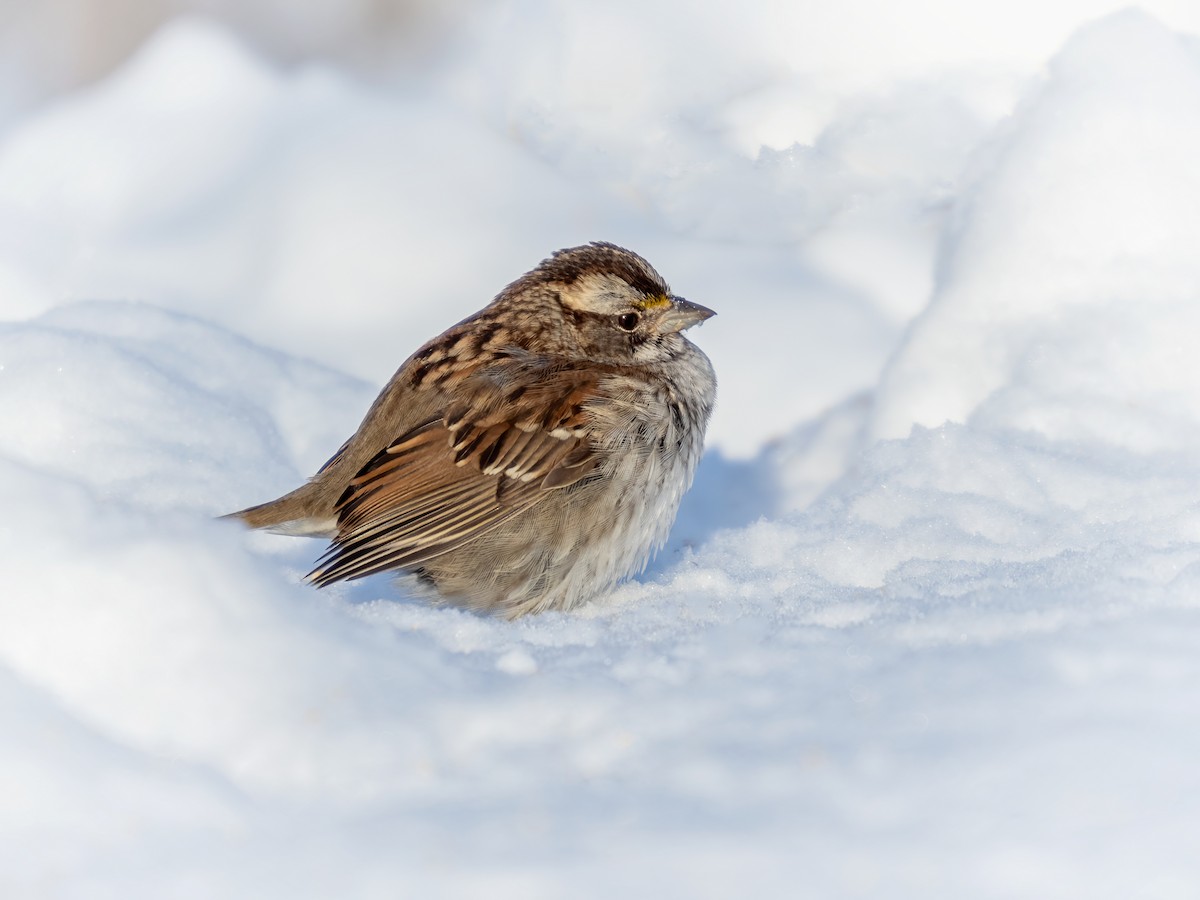 White-throated Sparrow - ML649315705