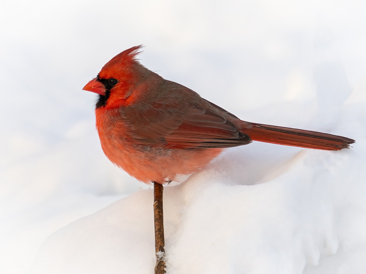 Kardinal arrunta - ML649315715