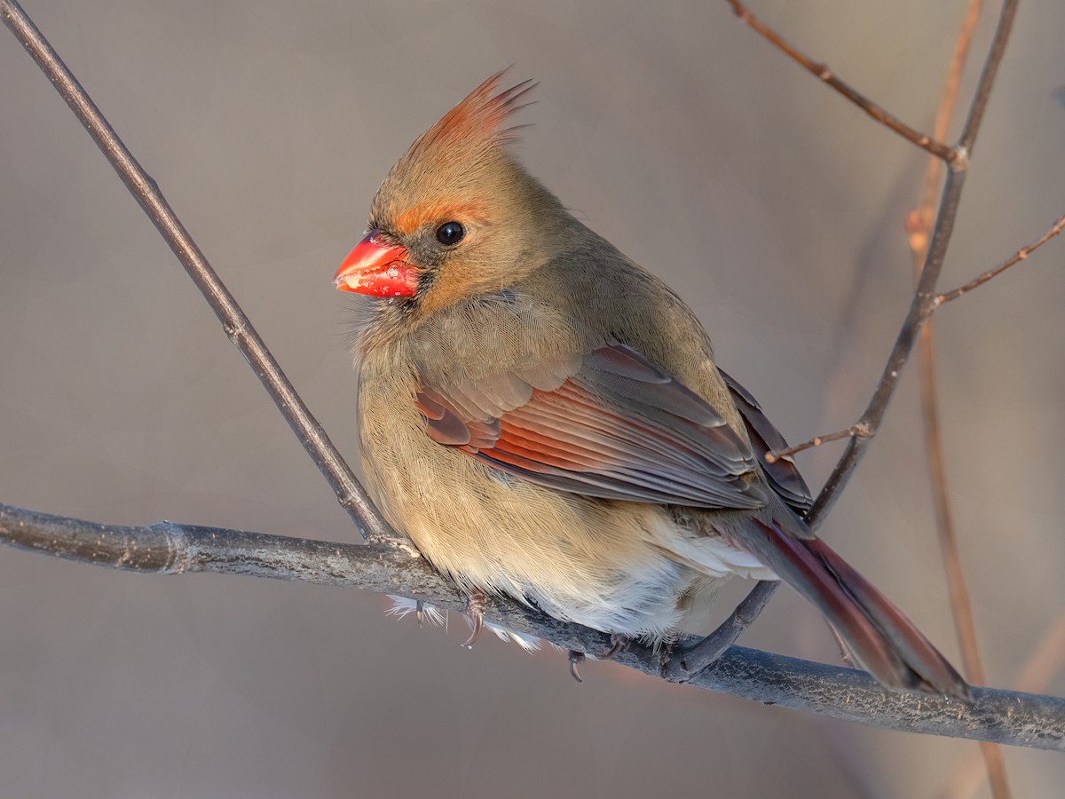 Kardinal arrunta - ML649315717