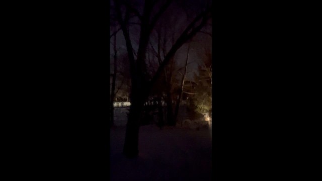 Great Horned Owl - ML649315920