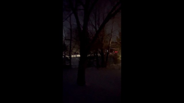 Great Horned Owl - ML649315921