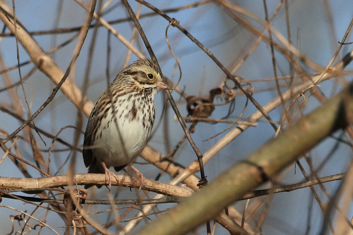Savannah Sparrow - ML649316018