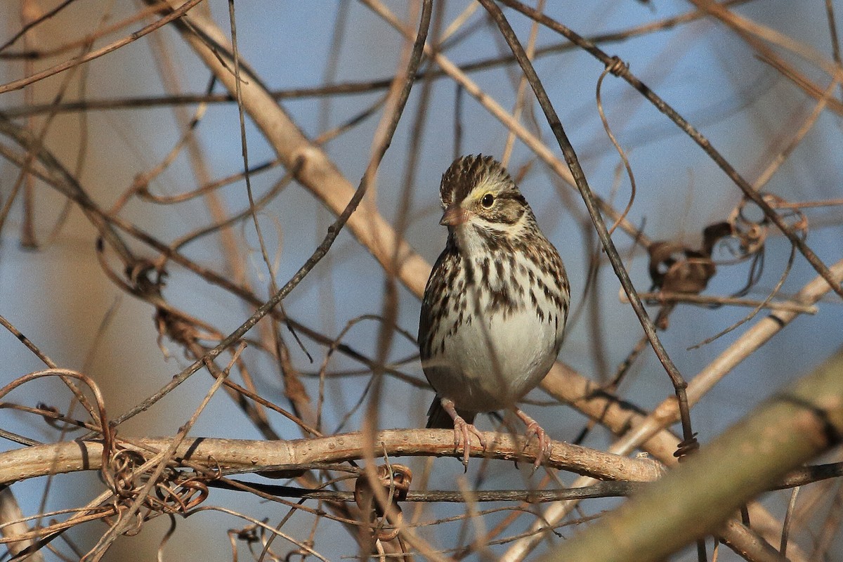 Savannah Sparrow - ML649316019