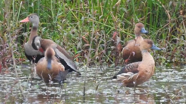 Fulvous Whistling-Duck - ML649316120