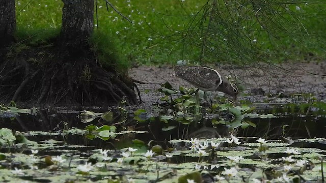 slučice australská - ML649316195