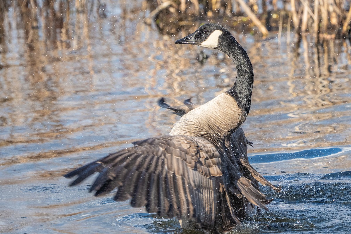 Canada Goose - ML649316229