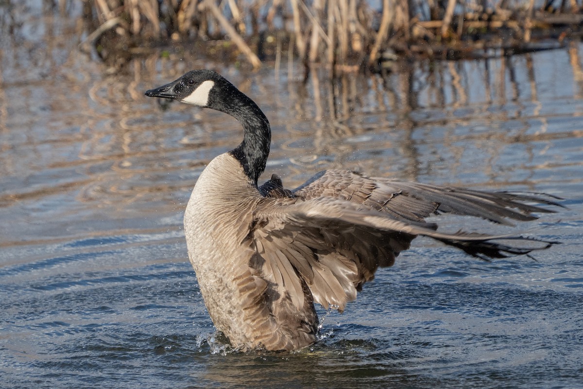 Canada Goose - ML649316230