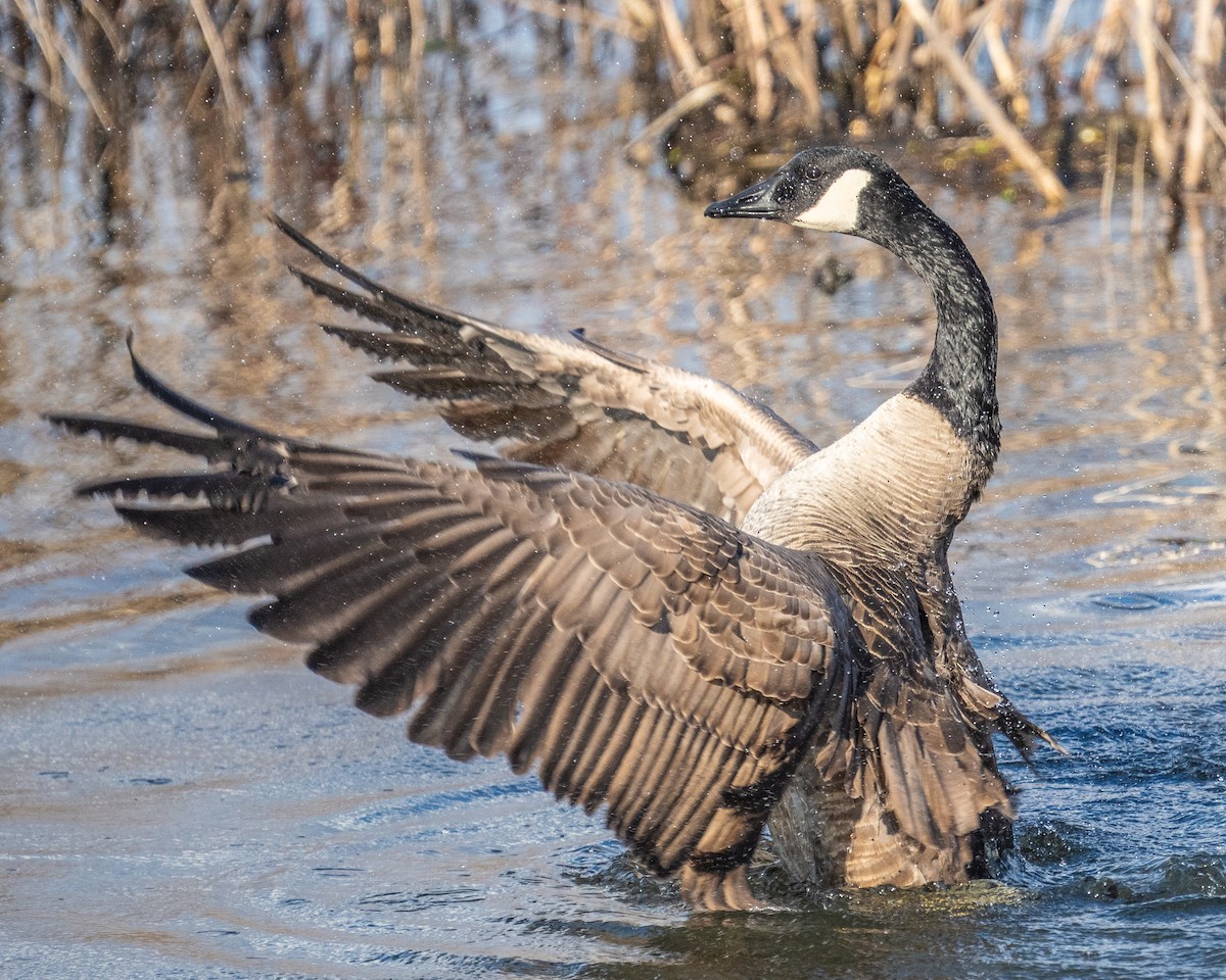 Canada Goose - ML649316231
