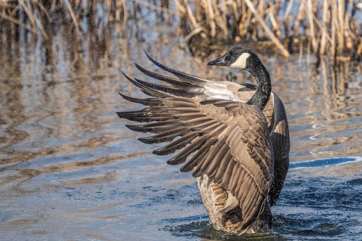 Canada Goose - ML649316232
