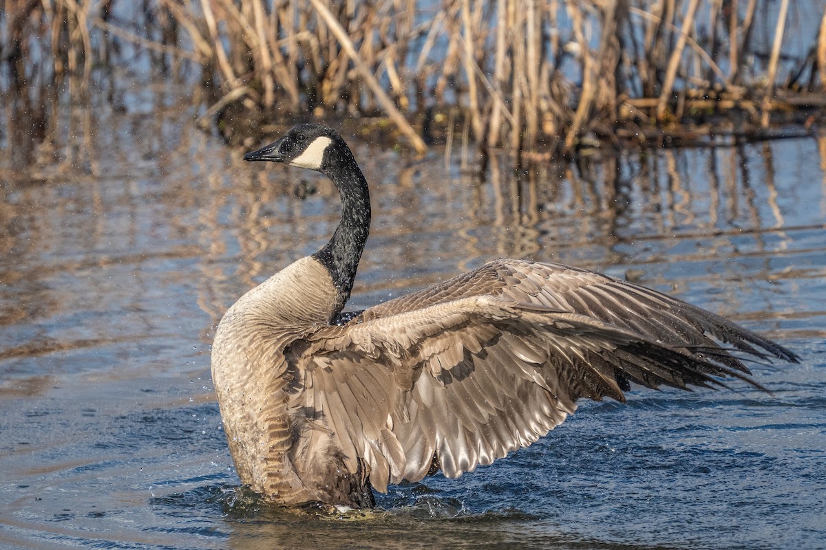 Canada Goose - ML649316233