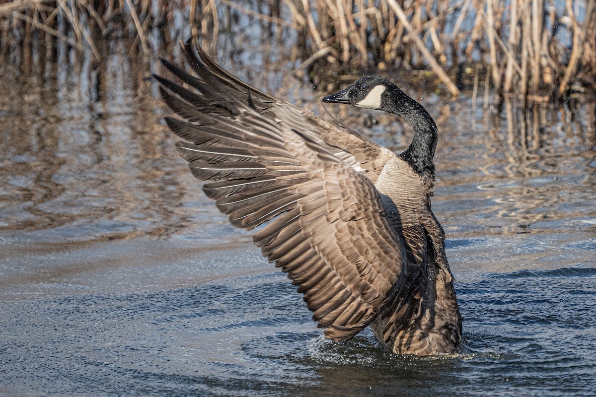Canada Goose - ML649316234