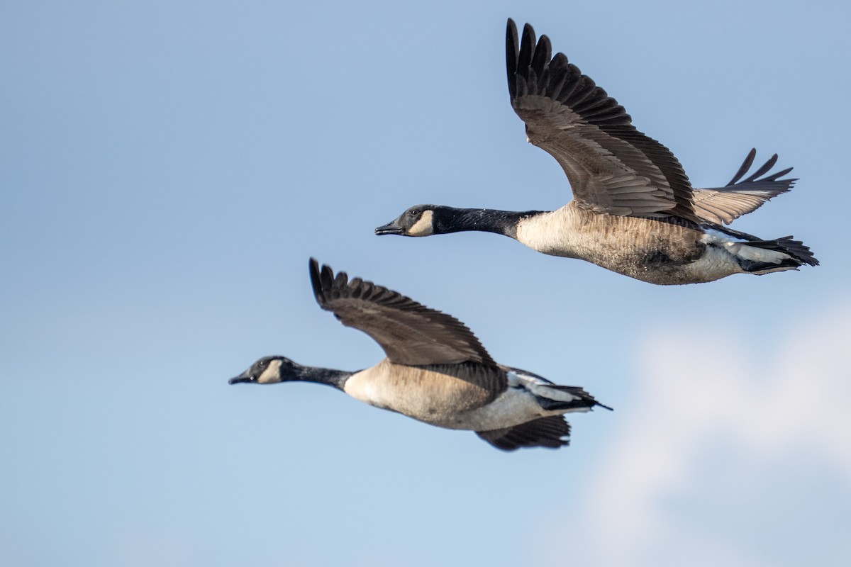 Canada Goose - ML649316247